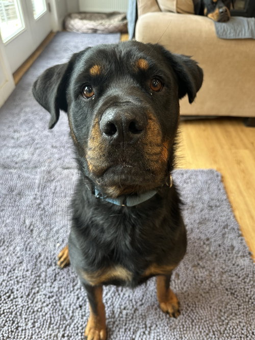 picture of the dog needing adoption