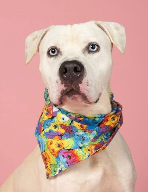 picture of the dog needing adoption