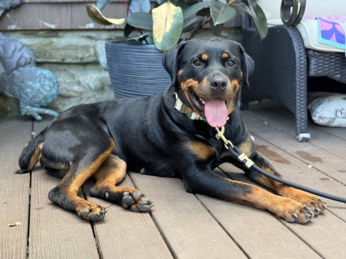 Milady, an adoptable Rottweiler in Hillsboro, NH