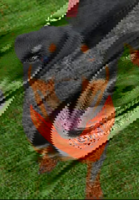 Grady