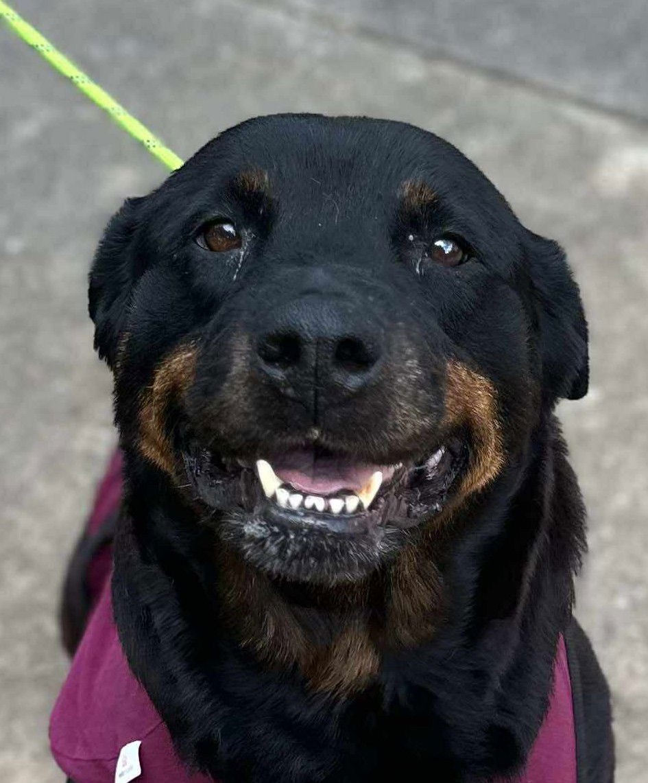 adoptable Dog in Frederick, PA named Bali