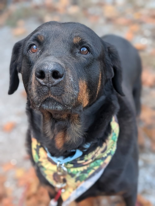 picture of the dog needing adoption