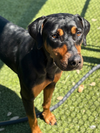 adoptable Dog in Hillsboro, OR named Naomi
