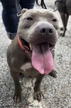 adoptable Dog in  named Brody