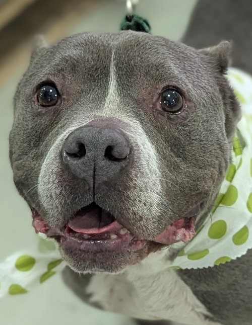 picture of the dog needing adoption
