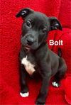 Bolt