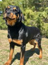Sheba
