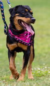 Sheba