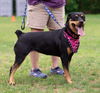 Sheba