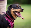 Sheba