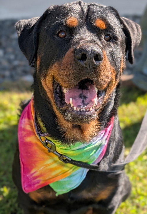 picture of the dog needing adoption