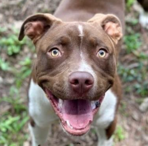 adoptable Dog in Hillsborough, NH named Pancho