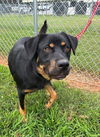 adoptable Dog in  named Boris