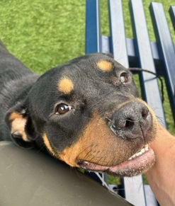 adoptable Dog in Pompton Lakes, NJ named Harper