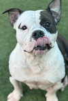 adoptable Dog in  named Leona