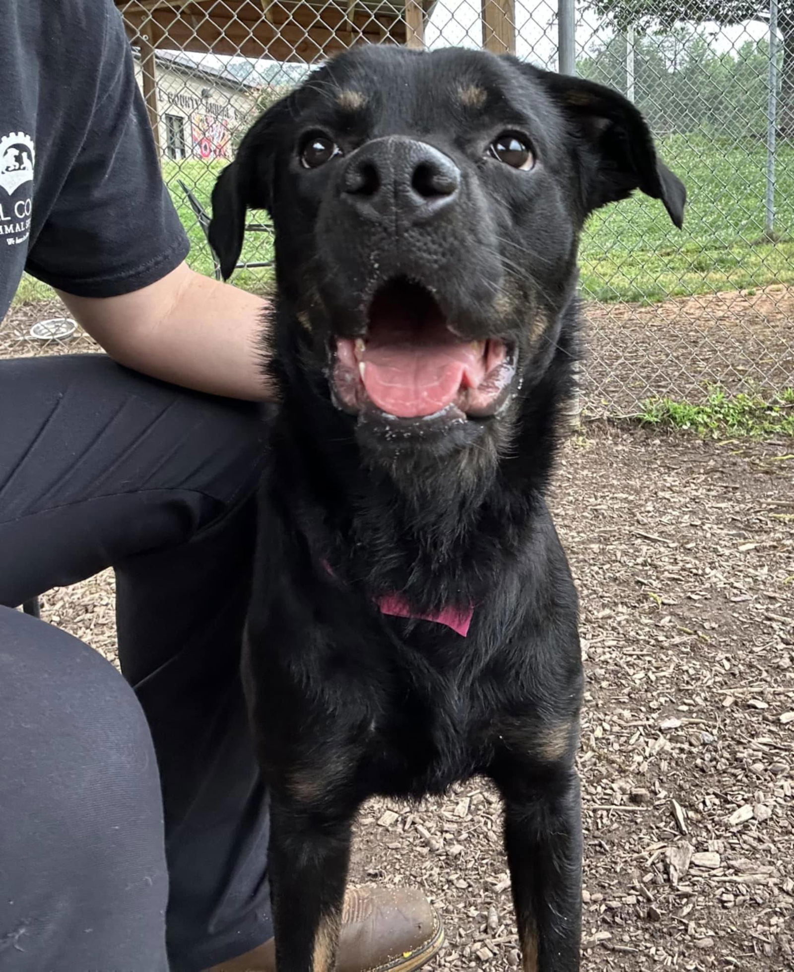adoptable Dog in Hillsborough, NH named Peanut