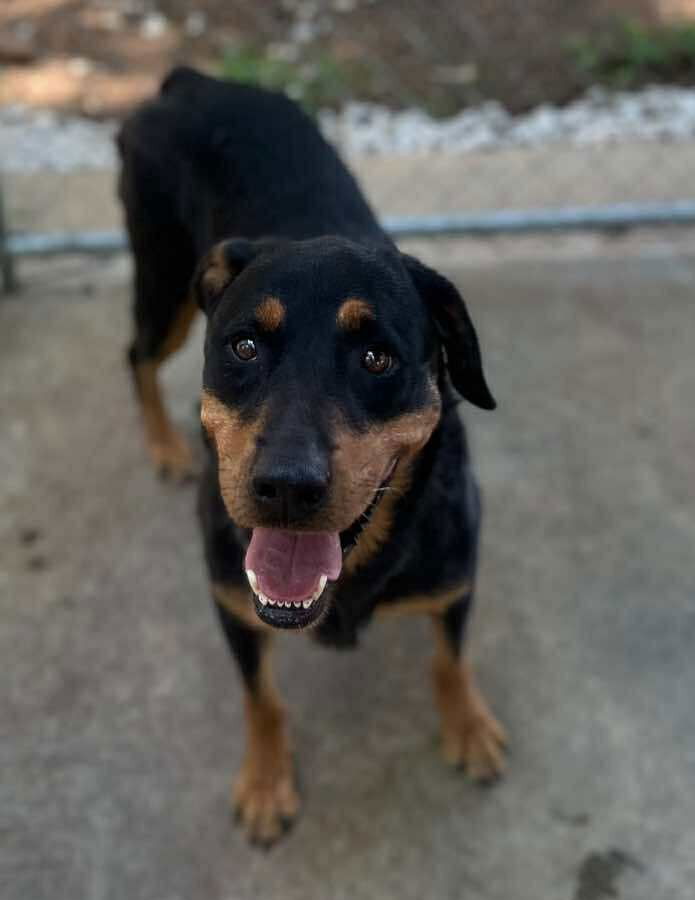 adoptable Dog in Hillsborough, NH named Reya
