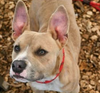 adoptable Dog in  named Orleans