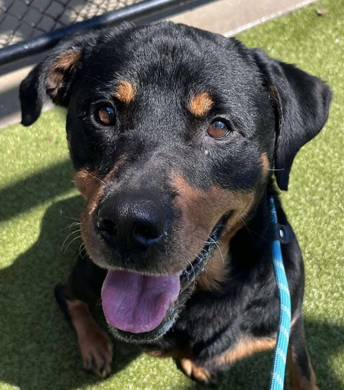 picture of the dog needing adoption