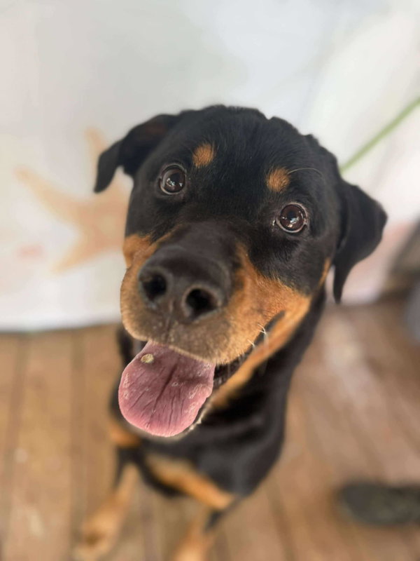 Archer - foster needed