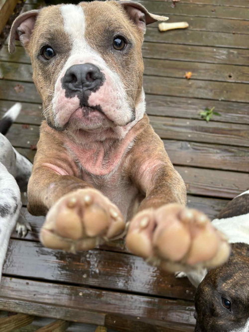 picture of the dog needing adoption