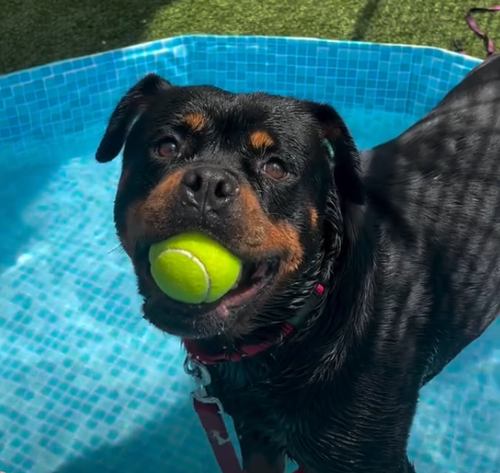 picture of the dog needing adoption