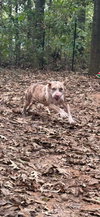 Cloudy Lasagne - Foster needed - Photo 3