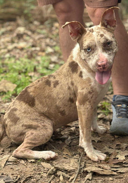 picture of the dog needing adoption