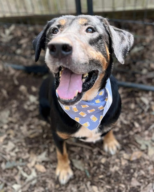 picture of the dog needing adoption