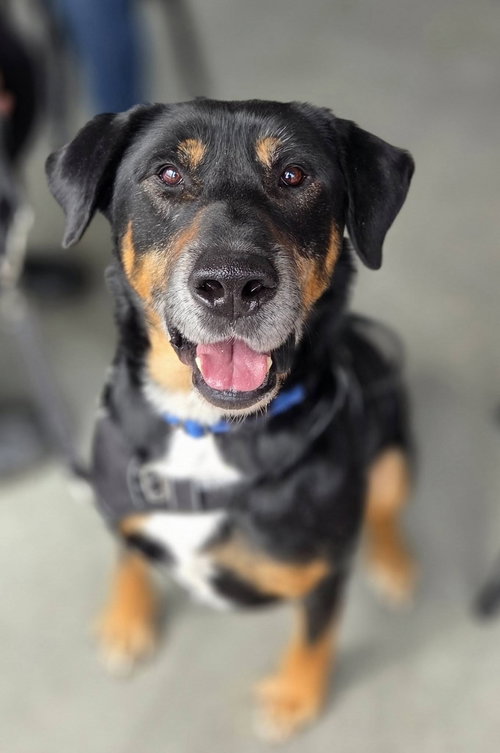 Rubble--Foster needed!, an adoptable Rottweiler in Hillsboro, NH