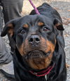 Athena - Photo 1