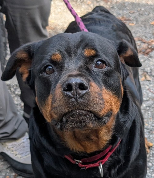 picture of the dog needing adoption