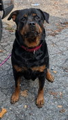 Athena - Photo 2