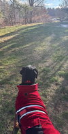 Ollie - Photo 4