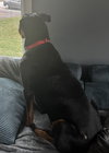 Ollie - Photo 3