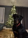 Ollie - Photo 2