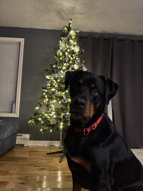 OLLIE - Rottweiler available for adoption