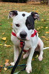 Buck - Photo 2