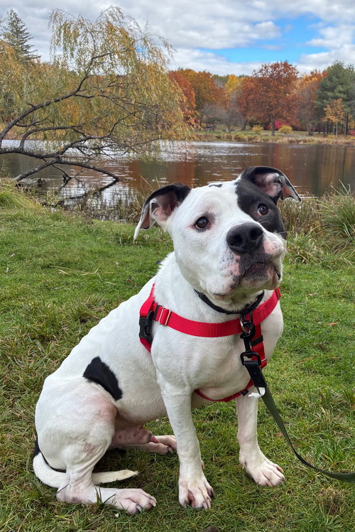 picture of the dog needing adoption