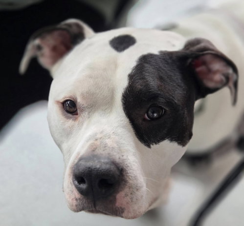 BUCK - American Bulldog available for adoption