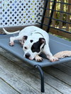 Buck - Photo 2
