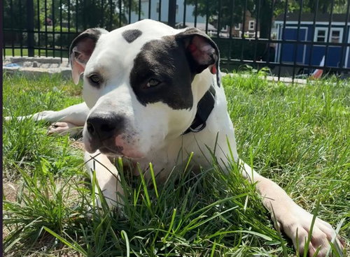 Buck, an adoptable American Bulldog in Hillsboro, NH