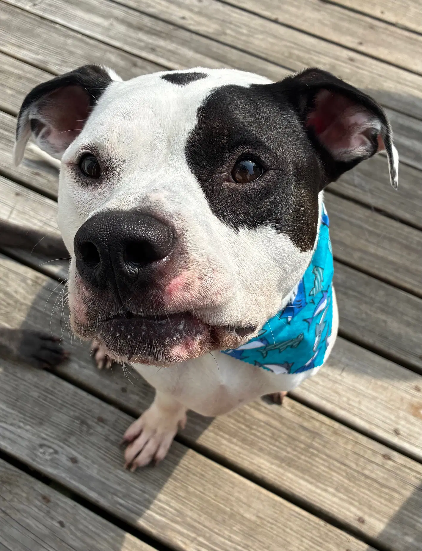 Buck - American Bulldog