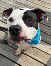 Buck - Photo 1
