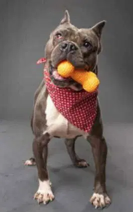 Big Max - Pit Bull Terrier