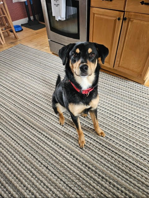 picture of the dog needing adoption