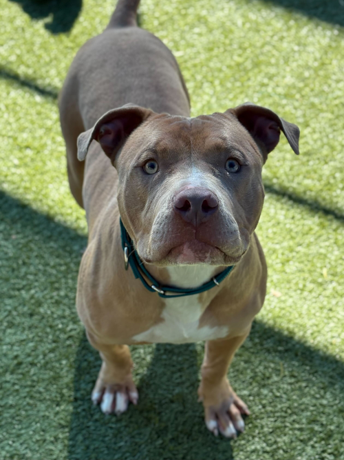 picture of the dog needing adoption