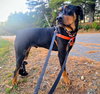 Rowdy - Photo 3