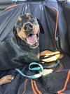 Rowdy - Photo 2