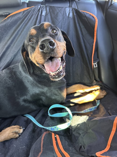 picture of the dog needing adoption